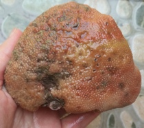 Ning Qiang Coral Jade Fossil Snowflake with small Chrysanthemum Veins Original Stone Chishite Engraving stock Red Yellow White (3 Electing L