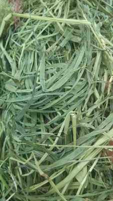 2021 selected quality Timothy grass 1000G Rabbit Dry Grass Dragon Cat Guinea Pig Herd Grass Raider Grass