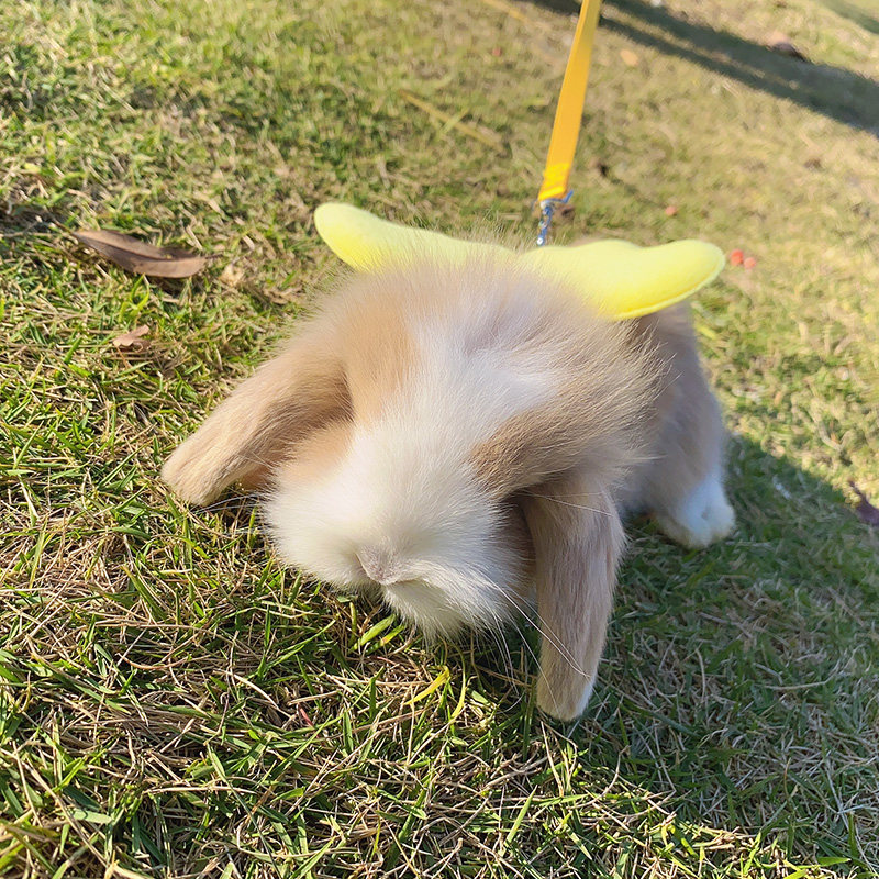 Rabbit Walking Leash Pet Rabbit Leash Guinea Pig Panda Rabbit Lop Leash Supplies