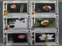 Corporate Golden Card Postcard Postcard Collection: Lotus Dragonflys Thousand-Colorful Lotus Pond