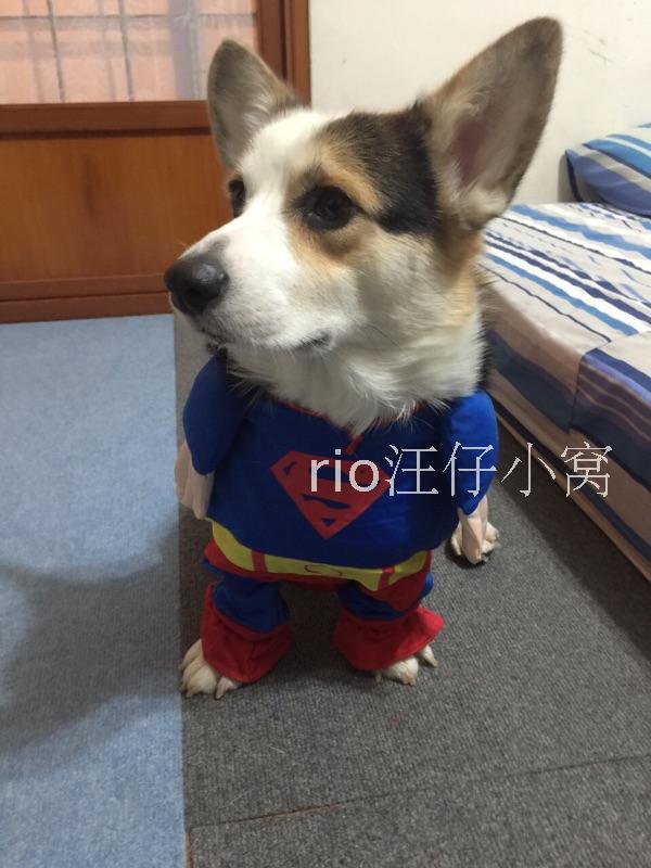 Dog Superman quay sang cài đặt Keji Bullfighting quần áo trang phục đặc biệt quần áo thú cưng - Quần áo & phụ kiện thú cưng áo cho chó lớn