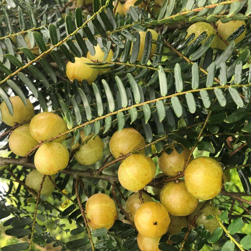 Chaoshan Jinyu specialty red-skin sweet glycerin fruit is now picked and found fresh Yuganzi green cattle mandarin 500g