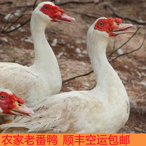 The farmers pond is stocked with red-faced old Muscovy ducks native ducks ducks and ducks. They are now photographed and killed. The native Muscovy ducks are shipped by SF Express.