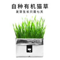Pet cat grass seed catnip grass hair ball cat snack natural catnip powder own organic seed