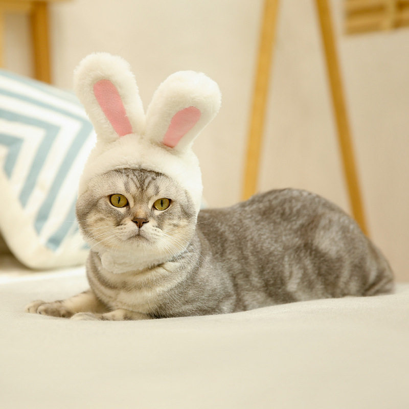 Pet cat dog dog white rabbit ear hat stand ear same adult small white rabbit shape cute sell cute photo