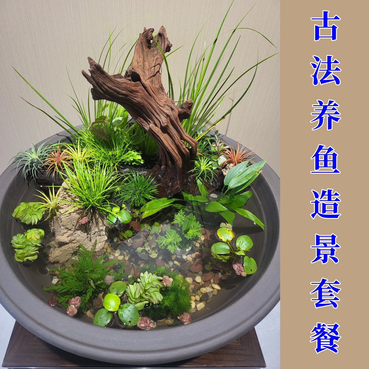 古法养鱼新风尚！无穷小亮生态造景套餐带你解锁鱼缸新玩法！-水草-淘宝好物网