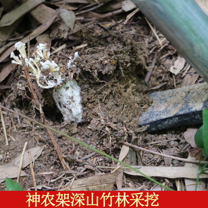 金蝉花野生虫草蚕花新货250克包邮，这波不买真的亏大了！