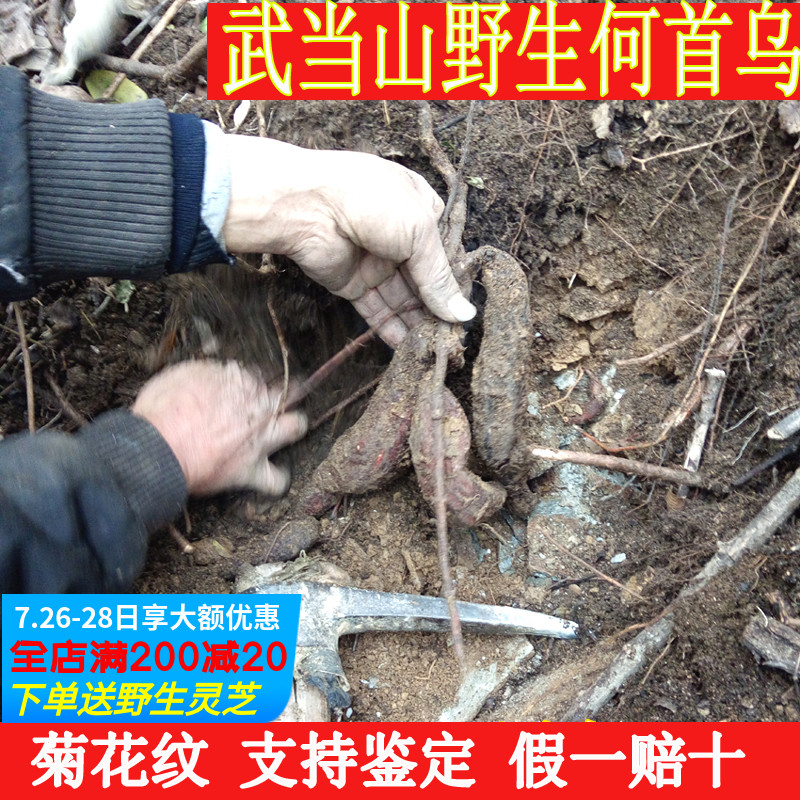 Wudang Mountain Polygonum polygonum wild whole fresh premium farm anti-hair loss Polygonum polygonum raw hair pieces whole branches 250g