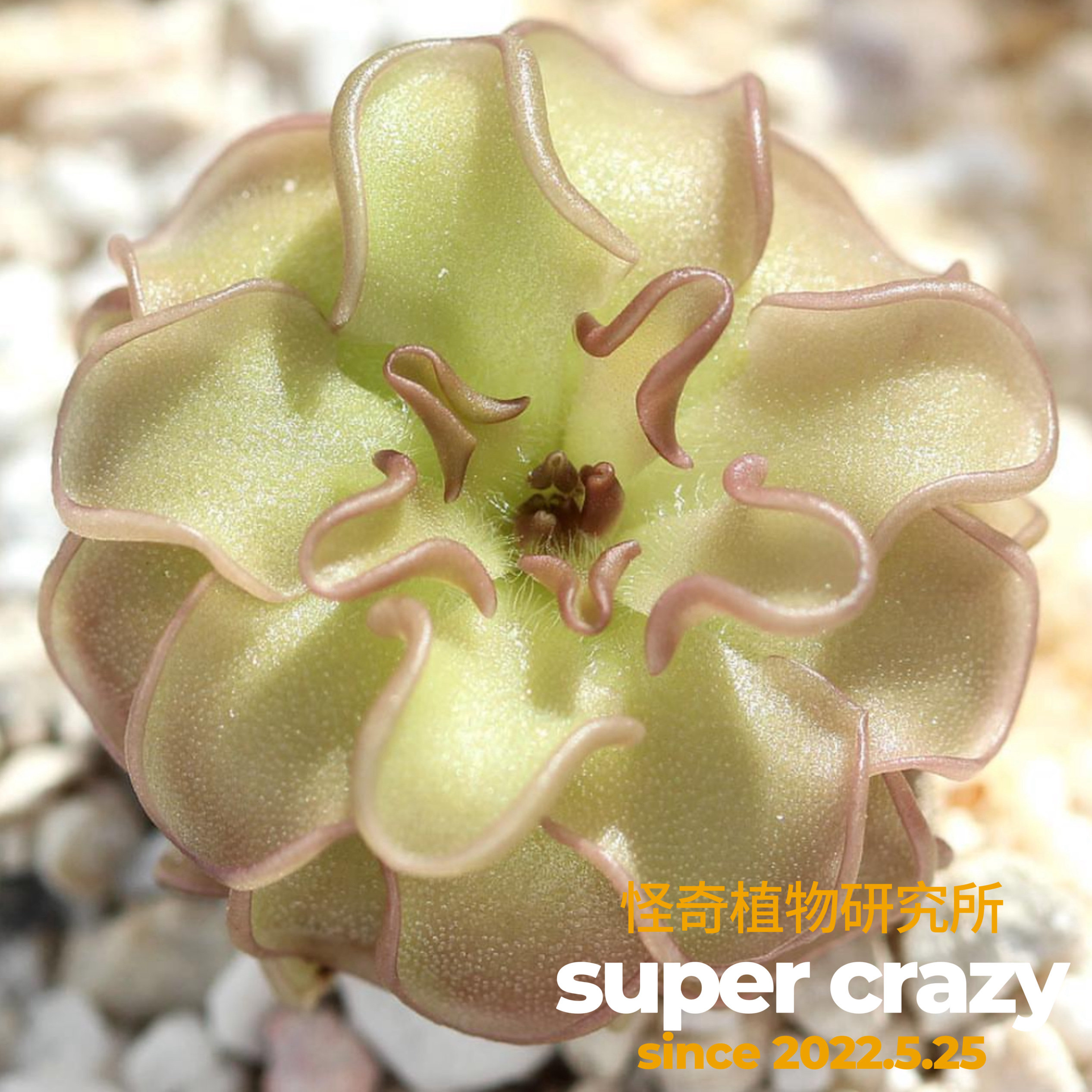 P.rotundiflora圆花捕虫堇怎么养？这种食虫植物真的能吃虫子吗？-食虫