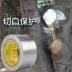 cây bonsai căng ghép quả cụ làm vườn lá cách lá vết thương băng hàn gắn vết thương để thúc đẩy sự phát triển của thực vật dày nhôm thiếc thuôn dài lá băng 