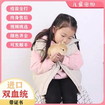 Pets small size LITTLE PURE BREED CUTE TEA CUP DWARF RABBIT LIVING THINGS INFANT DORM ROOM EASY TO RAISE THE DUTCH WHITE PITUITARY EAR