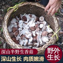 Shaoguan Luokeng specialty wild basswood mushrooms dry goods farm-produced fresh mushrooms household small mushrooms 250g