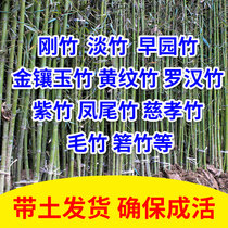Four Seasons Evergreen courtyard bamboo seedlings outdoor planting purple bamboo seedlings Luohan bamboo solid bamboo plants potted
