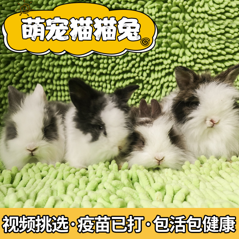 Dutch Pet Rabbit Living Things Coeared Rabbit Living Fold Short Hair Small Body Type Dwarfs Tea Cup Rabbit Lid Face Cat Cat Rabbit