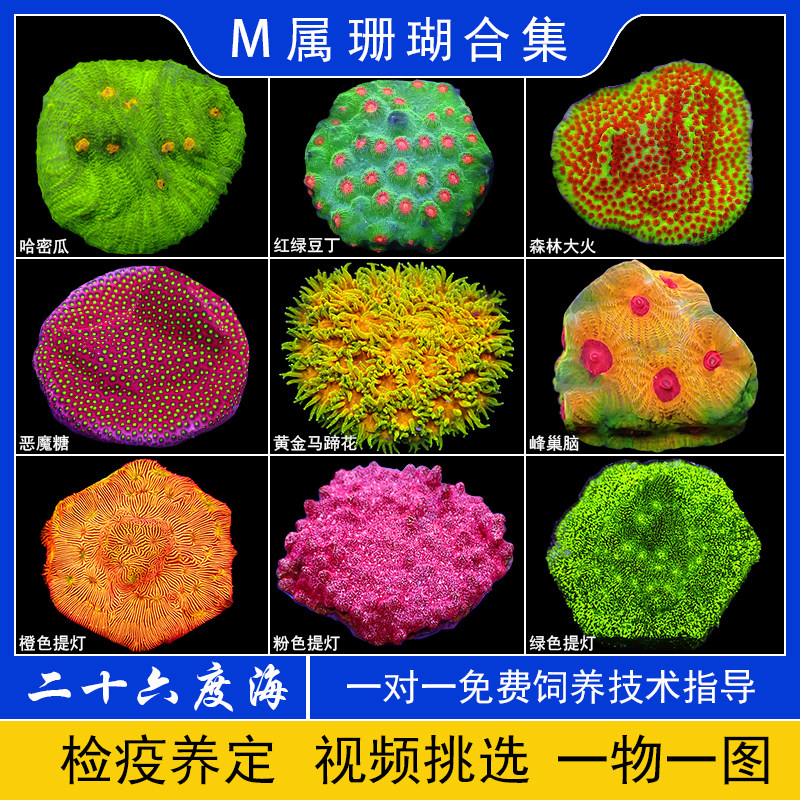 瓦片珊瑚海水活体微孔马蹄花彩虹蜂巢脑LPS恶魔糖M属豆丁：新手也能轻松
