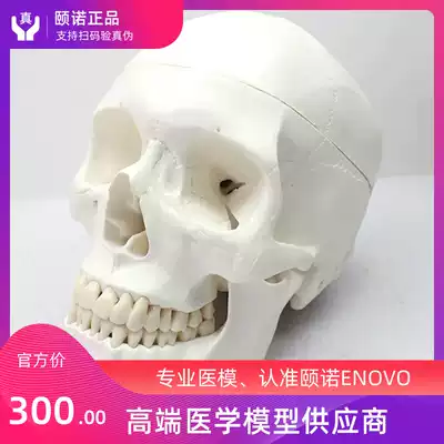 ENOVO Standard human skull model Art Medical art skull learning skull specimen Bury