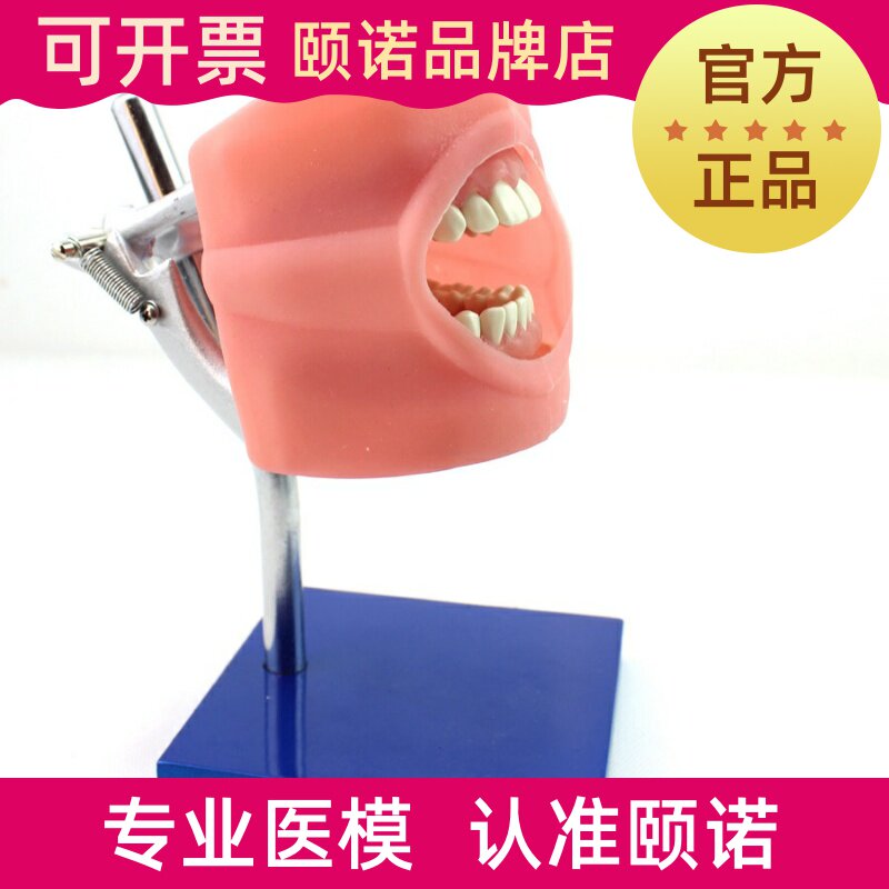 ENOVO Ino Dental Dentist Tooth Preparation Practice Head Model Preparation Tooth Operation Practice Model