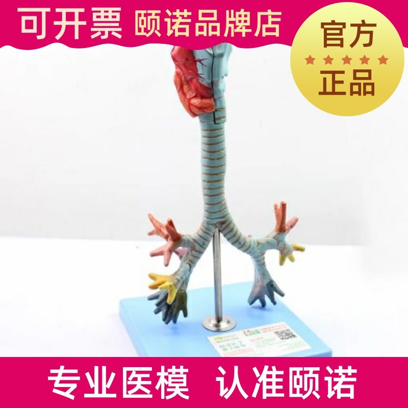 ENOVO Yinuo human larynx and tracheobronchial tree model laryngeal anatomy model lung bronchial laryngoscope demonstration