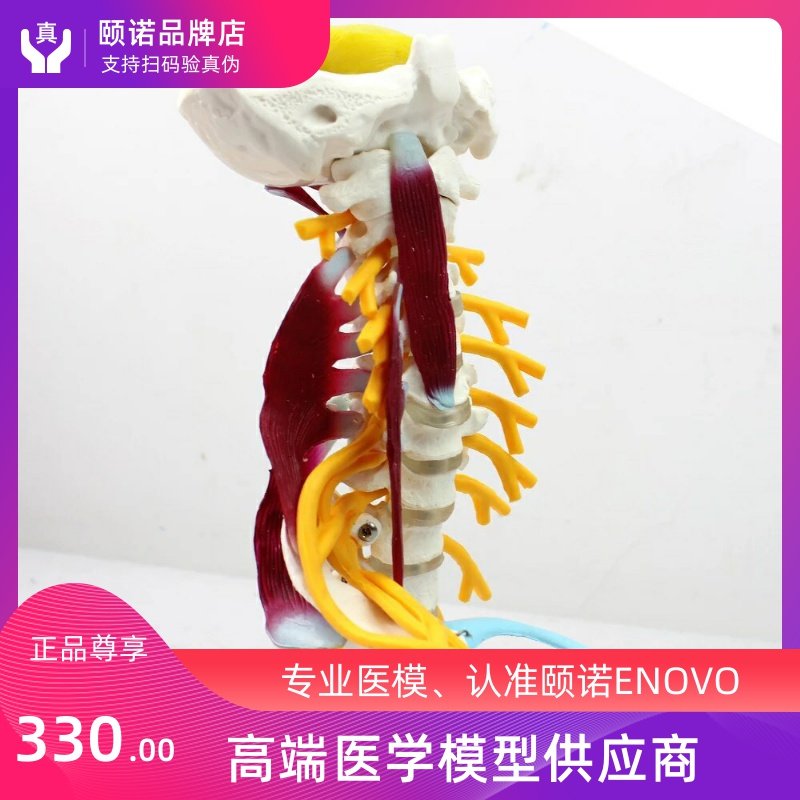 ENOVO Medical Human Cervical Spine Model Brachial Plexus Neuromuscular Model Human Skeletal Specimen Model Huan