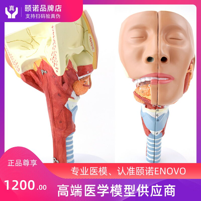 ENOVO Yino Medical Nasal Throat Tracheoropharyngeal Muscular Dysphagia Muscular Dysphagia Swallow Disorders Rehabilitation Teaching