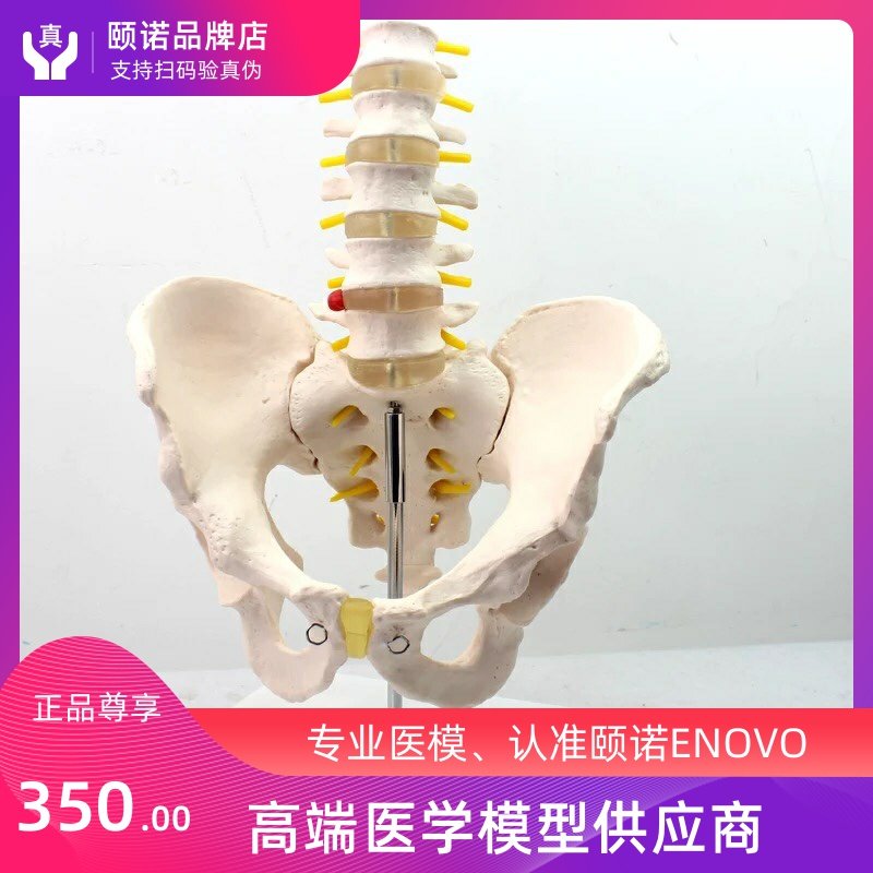 ENOVO YANO MEDICAL HUMAN BODY MALE PELVIS MODEL ATTACHED FIVE SECTIONS OF LUMBAR HIP BONE TAIL VERTEBRAL SKELETAL MODEL