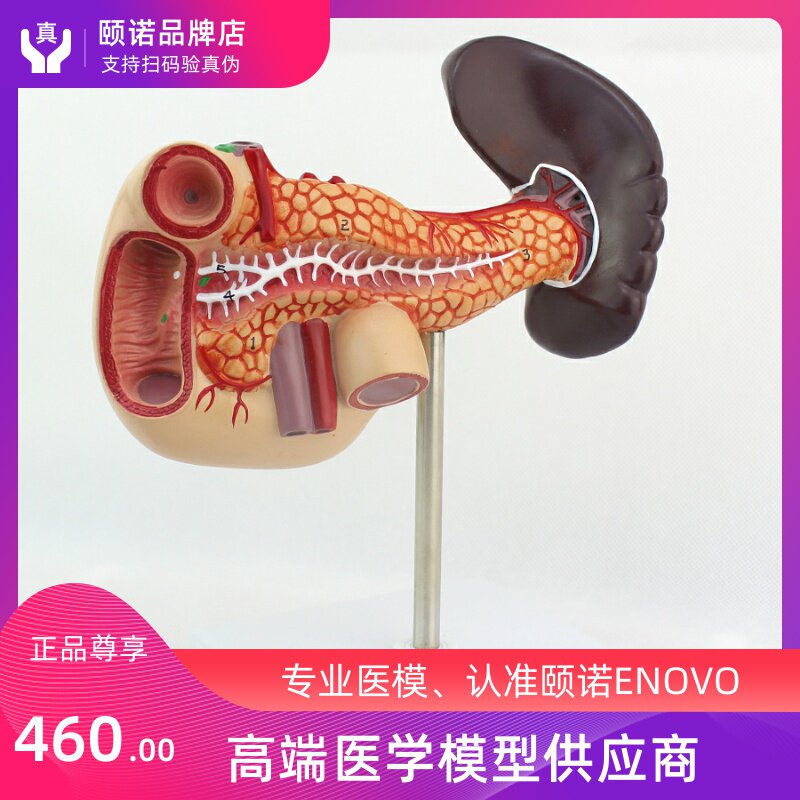 ENOVO Oxygen pancreas doodenal spleen model of human digestive system, abdominal dry hepatitis intravenous diabetes