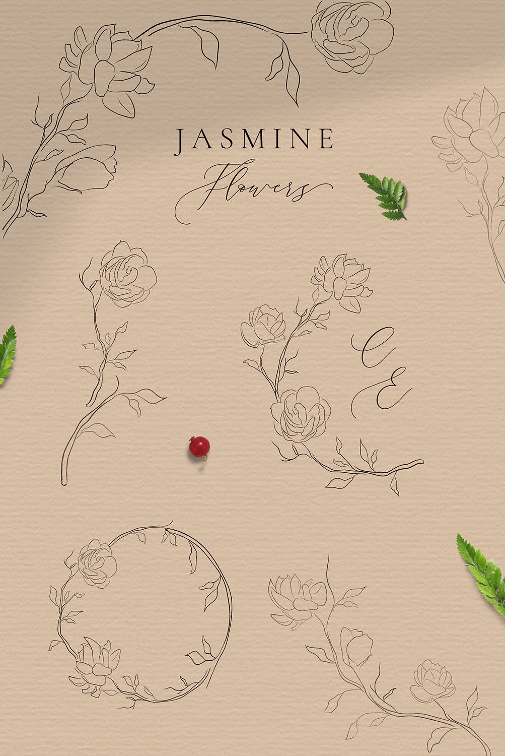 华丽的茉莉花线条艺术元素插图 Jasmine Flowers Line Art Ornate Elements设计素材模板