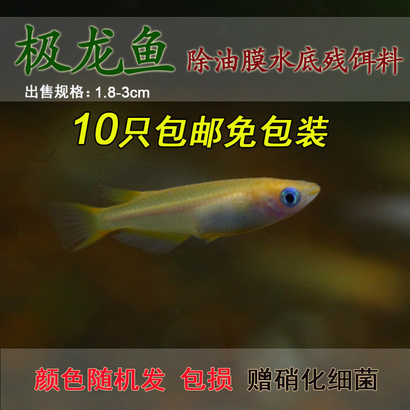 观背锦鳉除油膜灯鱼极龙鱼观赏冷水草不怕热不怕冷非常皮实包邮