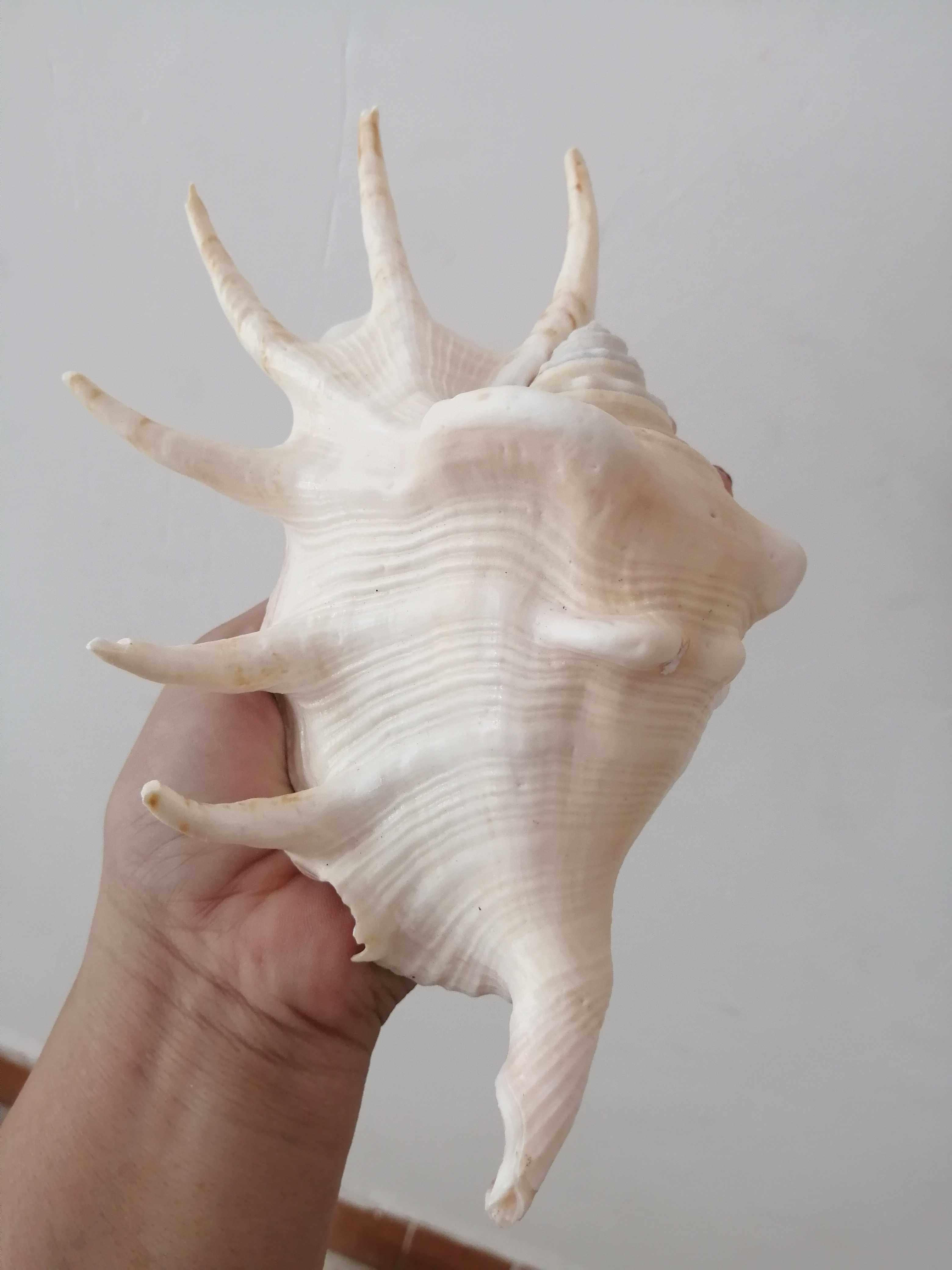 Sea screw bowl screw tub ground wedding Mediterranean shooting prop decoration direct sales