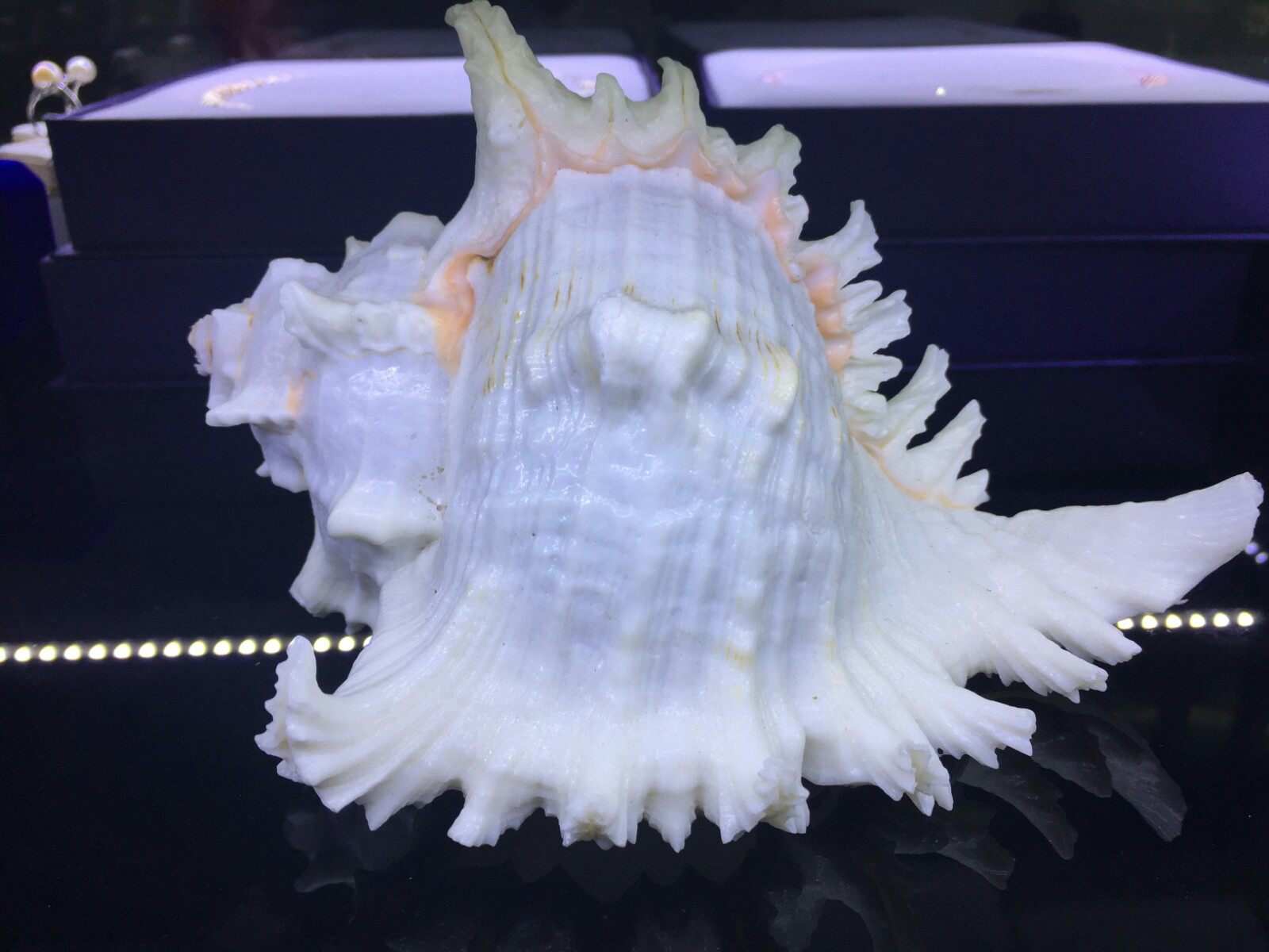 Full RMB28  natural sea snail shells Kirin spire Thousand Hands Spiro Aquarium fish tank Scape Terrace Pendulum