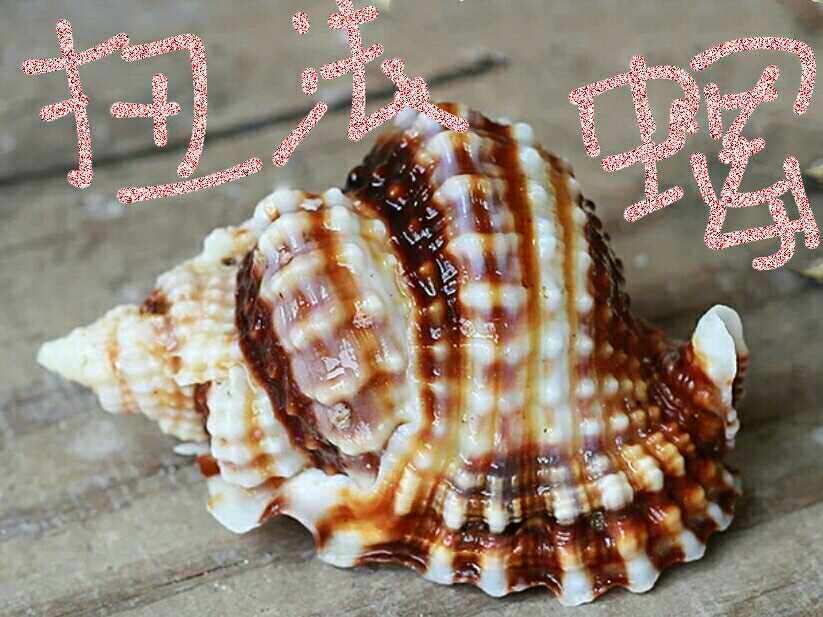 Natural Sea Snail Shells Twist Method Snail Pendulum specimen collection snail Mediterranean home Decorative Fish Tank Building