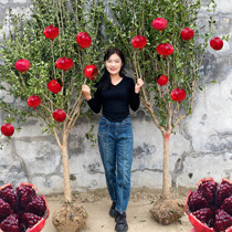 Pomegranate tree saplings authentic Tunisian soft-seeded pomegranate saplings are planted in four seasons and the extra-large courtyard fruit trees bear fruit in the same year.