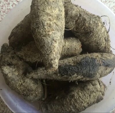 Fresh ground mouse, ground mouse, white ancient flower head mirabilis root Chinese herbal medicine 500g