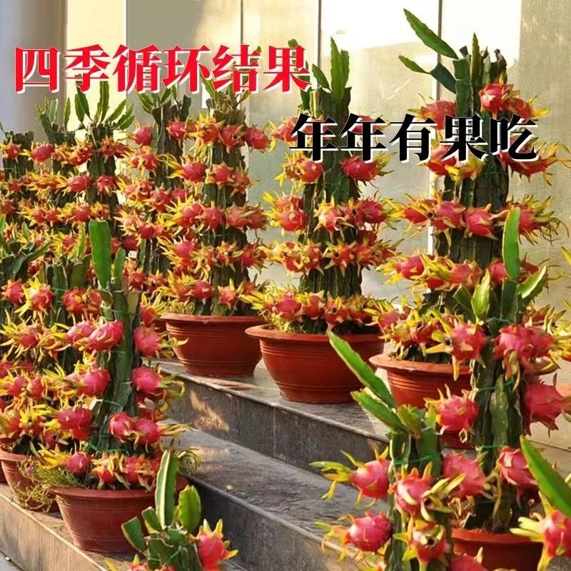 老农夫种植果园基地的LOGO