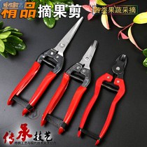 Cut Flower Branch scissors fruit picking scissors stainless steel fruit scissors horticultural scissors pruning shears Flower Branch scissors grape scissors