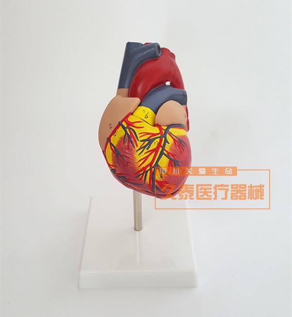 正品人体心脏模型医学心血管内科心脏介入解剖教学冠状动脉