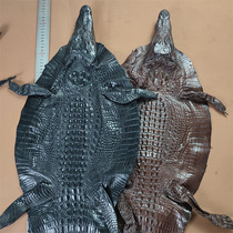 进口水染黑色棕色鳄鱼标本皮料装饰摆件带鳄鱼头手机壳包包鞋皮料