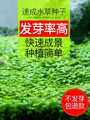 Aquatic grass seed Fish Tank aquatic plant landscape lazy aquatic plant live fresh water grass Four Seasons aquatic grass seed set set