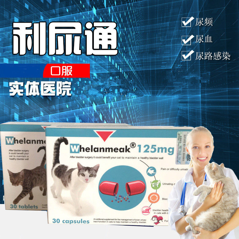 Cat liturgy urine through urologic urinary difficulty cystitis calculus urine blood 30 grains