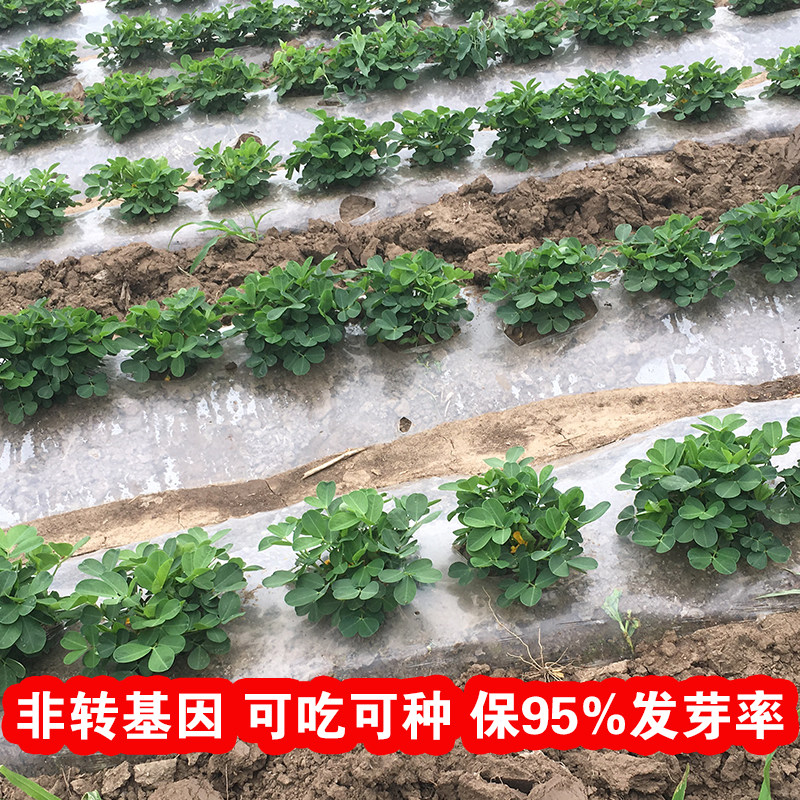 2026年花生红皮怎么挑？为什么东北农家新货的&ldquo;干瘪感&rdquo;反而是新鲜红花生的关键信号？