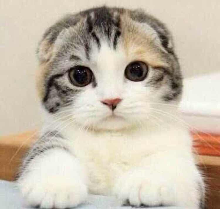 猫猫的小小杂货铺