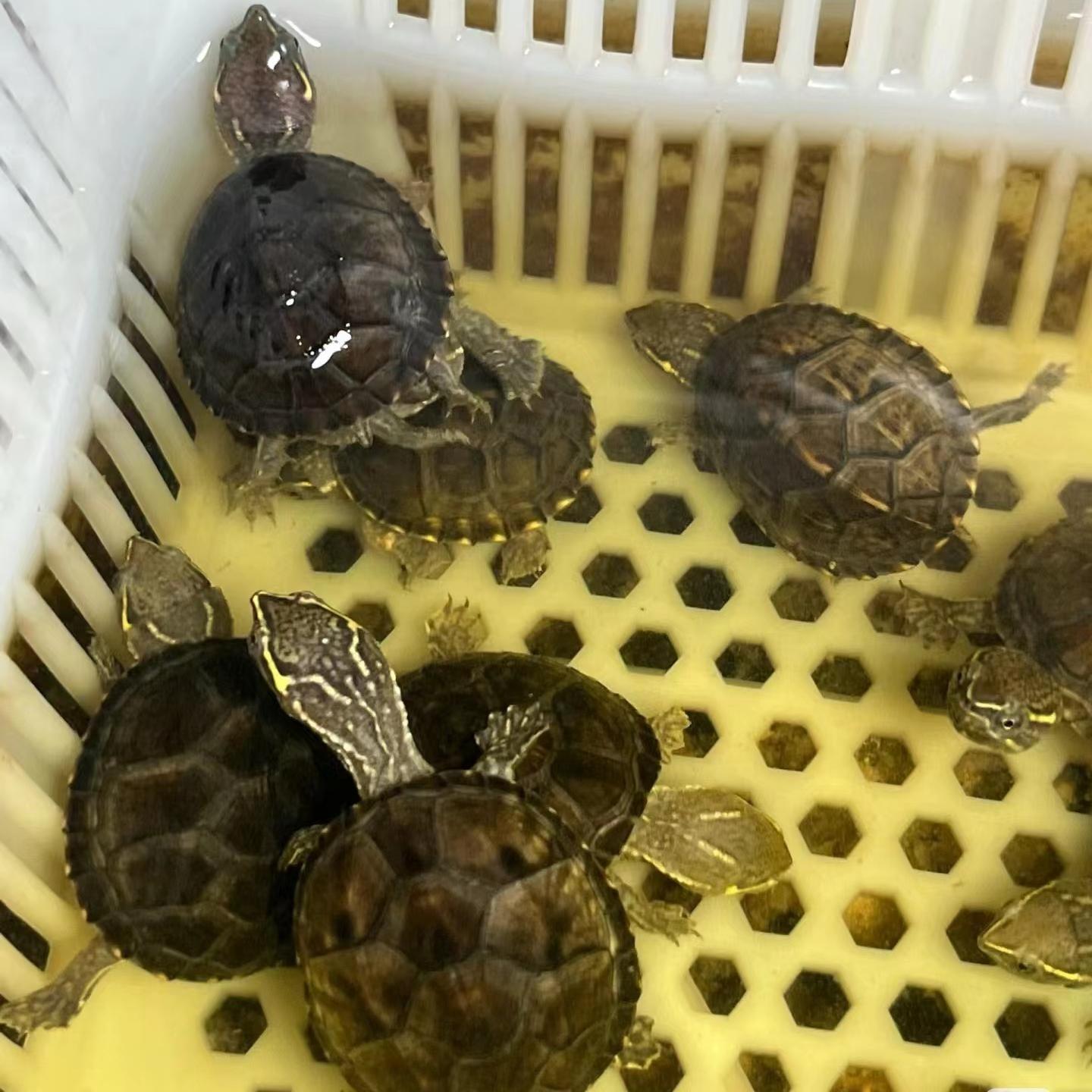 冷水也能养！百慕名龟麝香龟苗带回家 🐢💧-龟-淘宝好物网