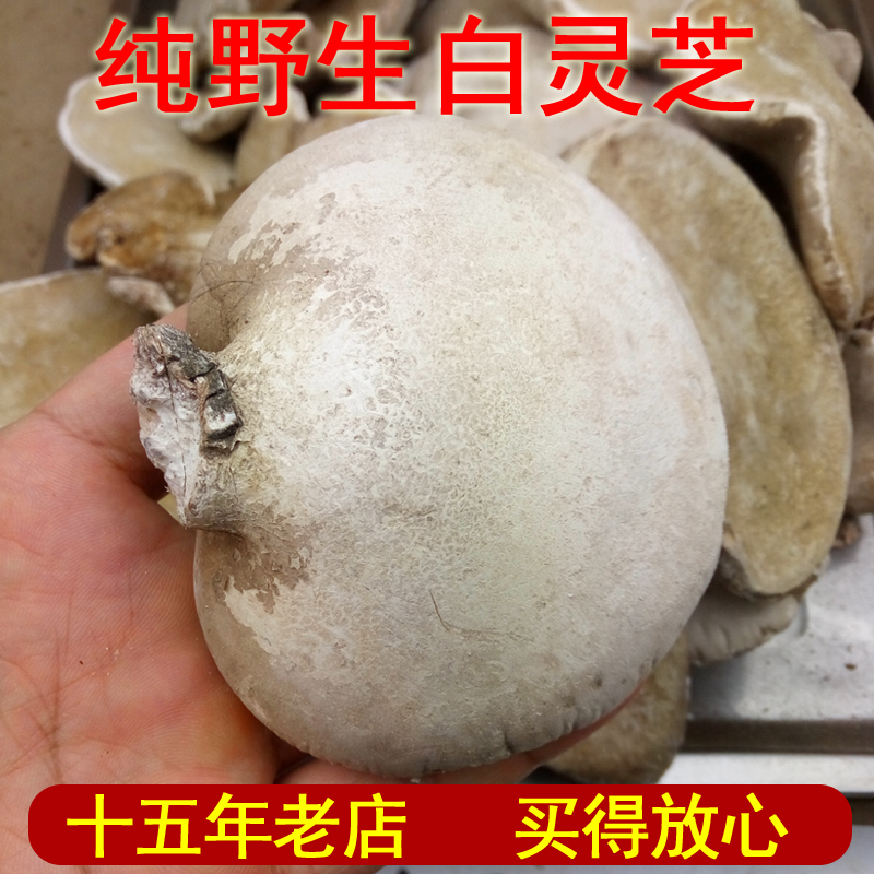 Shiba people in the wild selection of pure wild white Ganoderma lucidum Birch pipe-stripping fungus Birch-peeled tube fungus Birch drip fungus 250 g
