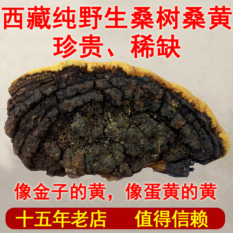 Zhiren Yuye Authentic Tibetan pure wild mulberry mulberry yellow Lingzhi whole branch 250 grams