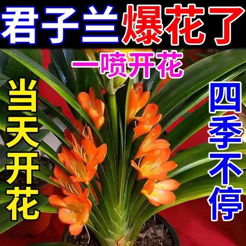 Jun Zlan nutrient solution plant universal flower fattening tree rich and expensive bamboo water petted plant home to raise flower fertilizer 