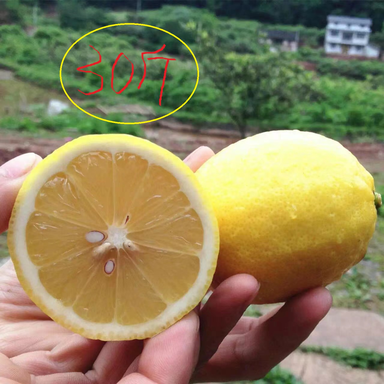 黄柠檬大果果