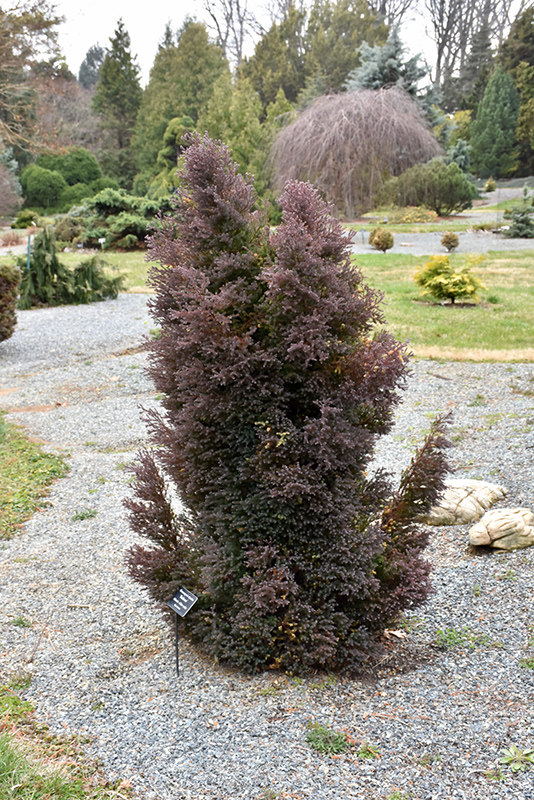 🌳红桧的魅力！针叶树中的红星，你了解吗？-绣球/木绣球/木本植物-淘宝好物网
