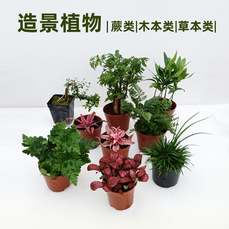 Surface-cylinder building view plant tree plan large plant fern rain shower cylinder rainforest water grass land tortoise rearing box ecology