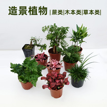 Surface-cylinder building view plant tree plan large plant fern rain shower cylinder rainforest water grass land tortoise rearing box ecology