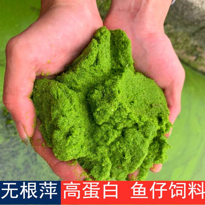 High-protein green plant color enhancement fish grain start-up young fish feed Ping Microless root Ping Ducing Water Flea Needlepoint Ping
